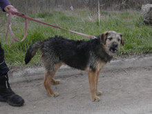 OTTY, Hund, Schnauzer-Terrier-Mix in Bulgarien - Bild 6