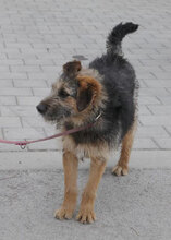 OTTY, Hund, Schnauzer-Terrier-Mix in Bulgarien - Bild 7