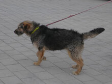 OTTY, Hund, Schnauzer-Terrier-Mix in Bulgarien - Bild 8