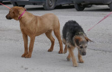 OTTY, Hund, Schnauzer-Terrier-Mix in Bulgarien - Bild 9