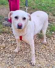 KENO, Hund, Labrador Retriever in Rumänien