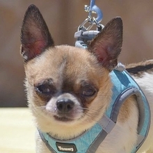 LUCERO, Hund, Chihuahua in Spanien