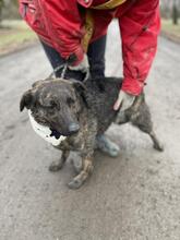 CARLOSY92, Hund, Mischlingshund in Slowakische Republik - Bild 12