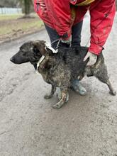 CARLOSY92, Hund, Mischlingshund in Slowakische Republik - Bild 14