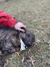 CARLOSY92, Hund, Mischlingshund in Slowakische Republik - Bild 9