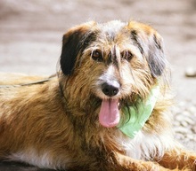 ZAFIR, Hund, Mischlingshund in Slowakische Republik - Bild 1