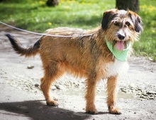 ZAFIR, Hund, Mischlingshund in Slowakische Republik - Bild 10