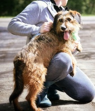 ZAFIR, Hund, Mischlingshund in Slowakische Republik - Bild 2