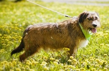 ZAFIR, Hund, Mischlingshund in Slowakische Republik - Bild 3