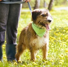 ZAFIR, Hund, Mischlingshund in Slowakische Republik - Bild 4