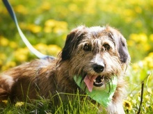 ZAFIR, Hund, Mischlingshund in Slowakische Republik - Bild 5