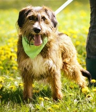 ZAFIR, Hund, Mischlingshund in Slowakische Republik - Bild 6