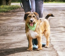 ZAFIR, Hund, Mischlingshund in Slowakische Republik - Bild 7