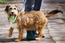 ZAFIR, Hund, Mischlingshund in Slowakische Republik - Bild 8