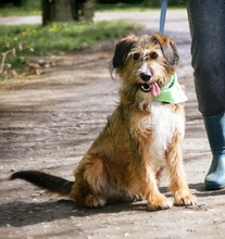 ZAFIR, Hund, Mischlingshund in Slowakische Republik - Bild 9