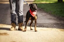 RINGOY93, Hund, Mischlingshund in Slowakische Republik - Bild 9