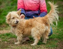 KIRO, Hund, Mischlingshund in Ungarn