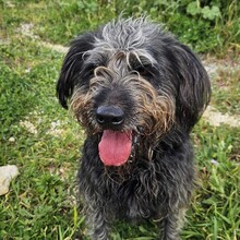 MARLEY, Hund, Mischlingshund in Portugal - Bild 1