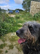 MARLEY, Hund, Mischlingshund in Portugal - Bild 10