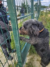 MARLEY, Hund, Mischlingshund in Portugal - Bild 12