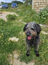 MARLEY, Hund, Mischlingshund in Portugal - Bild 3