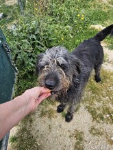 MARLEY, Hund, Mischlingshund in Portugal - Bild 6