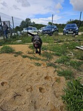 MARLEY, Hund, Mischlingshund in Portugal - Bild 8