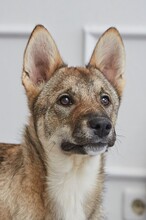 AMI, Hund, Schäferhund Laika in Russische Föderation