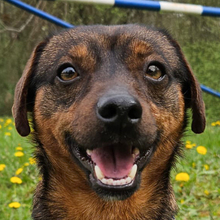 CEDRIK, Hund, Mischlingshund in Offenbach - Bild 1