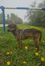 CEDRIK, Hund, Mischlingshund in Offenbach - Bild 2