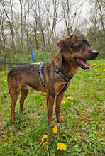 CEDRIK, Hund, Mischlingshund in Offenbach - Bild 3