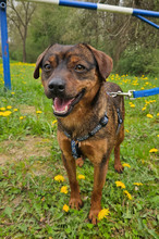 CEDRIK, Hund, Mischlingshund in Offenbach - Bild 4