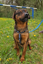 CEDRIK, Hund, Mischlingshund in Offenbach - Bild 5