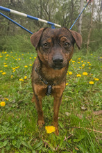 CEDRIK, Hund, Mischlingshund in Offenbach - Bild 6
