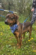 CEDRIK, Hund, Mischlingshund in Offenbach - Bild 7