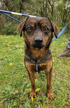 CEDRIK, Hund, Mischlingshund in Offenbach - Bild 8