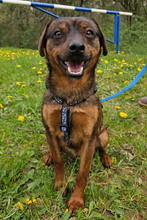 CEDRIK, Hund, Mischlingshund in Offenbach - Bild 9
