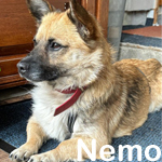 NEMO, Hund, Mischlingshund in Hohen Neuendorf