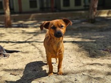 JANE, Hund, Mischlingshund in Ungarn - Bild 1