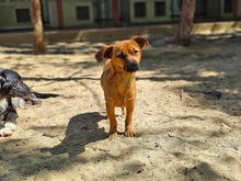 JANE, Hund, Mischlingshund in Ungarn - Bild 2