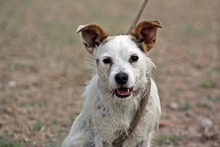 AUSTEN, Hund, Mischlingshund in Ungarn - Bild 1