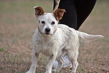 AUSTEN, Hund, Mischlingshund in Ungarn - Bild 2