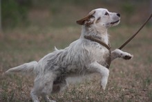 AUSTEN, Hund, Mischlingshund in Ungarn - Bild 3