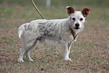 AUSTEN, Hund, Mischlingshund in Ungarn - Bild 4