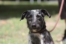 HARLEKIN, Hund, Mischlingshund in Ungarn - Bild 2