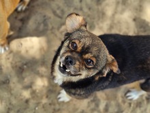 DINO, Hund, Mischlingshund in Ungarn - Bild 2