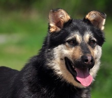 TEUSKO, Hund, Mischlingshund in Slowakische Republik - Bild 1