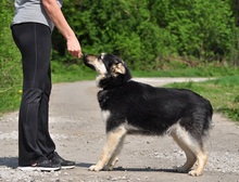 TEUSKO, Hund, Mischlingshund in Slowakische Republik - Bild 10