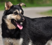 TEUSKO, Hund, Mischlingshund in Slowakische Republik - Bild 12