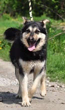 TEUSKO, Hund, Mischlingshund in Slowakische Republik - Bild 13